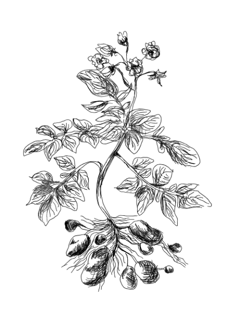 Ilustrace hlízy